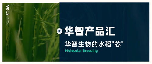 華智產(chǎn)品匯 技術(shù)先行，以生物技術(shù)驅(qū)動(dòng)水稻育種創(chuàng)新